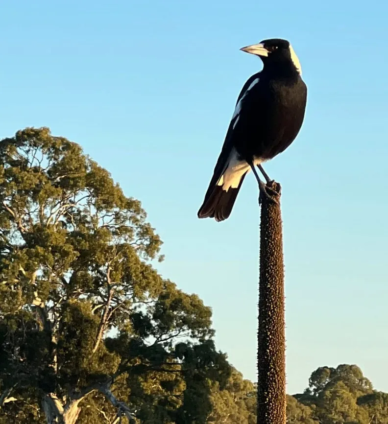 Bush Bling Pin - Magpie